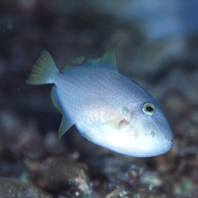 Xanthichthys lineopunctatus